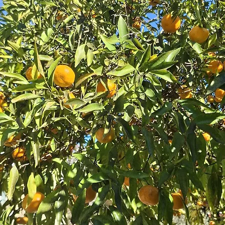 Le Domaine Des Bellevesasses מנטון